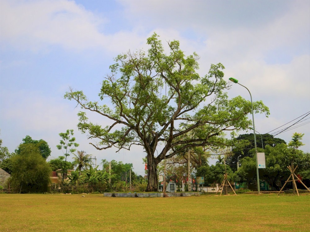 Cây đa cổ thụ đầu làng Sen